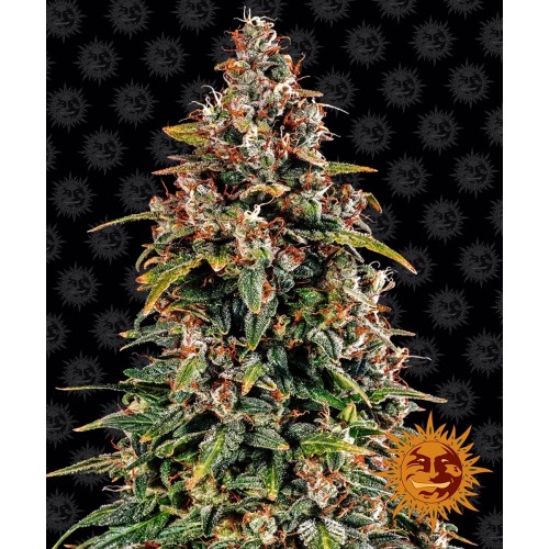 watermelon-zkittlez-auto-