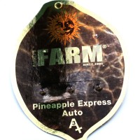 Auto Pineapple Express Feminised