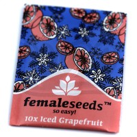 ICED Grapefruit Feminised
